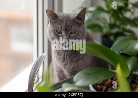 Britische Kurzhaarkatze ist auf der Fensterbank zwischen Topfblumen Stockfoto