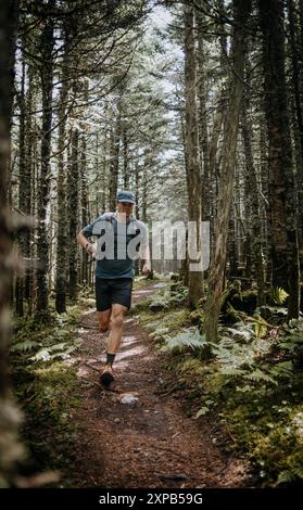 Der man Trail verläuft entlang des bewaldeten Abschnitts des Appalachian Trail in Maine Stockfoto