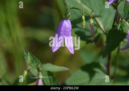 Diese sich ausbreitende Glockenblume wächst und blüht an sonnigen Sommertagen auf einer Wiese. Stockfoto