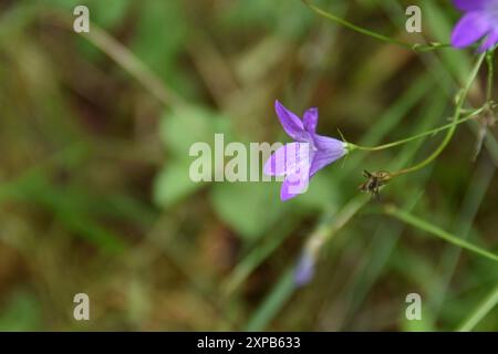 Diese sich ausbreitende Glockenblume wächst und blüht an sonnigen Sommertagen auf einer Wiese. Stockfoto