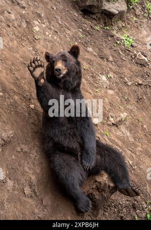 Der Kamtschatka-Braunbär (Ursus arctos beringianus), auch bekannt als fernöstlicher Braunbär oder russischer sitzender Bär Stockfoto