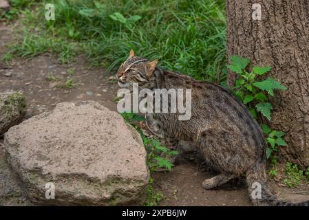 Die Amurleopardenkatze (Prionailurus bengalensis euptilura) lebt im russischen Wald im Fernen Osten. Stockfoto