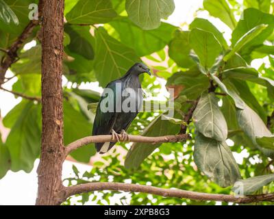 Porträt von Nicobar Taube oder Caloenas nicobarica in voller Länge. Bunten bläulich-grauen Tauben mit Nackenzuckern oben auf dem Ast des Baumes. Stockfoto