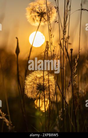 Eine Nahaufnahme von Löwenzahn im Samen mit einem Sonnenuntergang dahinter Stockfoto