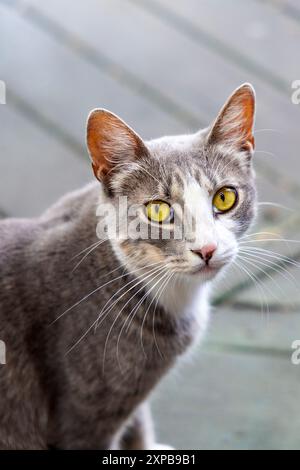 Graue und weiße Katze im Hobbit Cafe, Houston, Texas Stockfoto