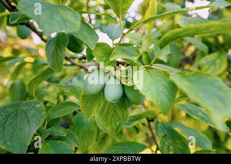 Grüne, unreife Pflaume hängt an einem Ast in einem sonnendurchfluteten Obstgarten und präsentiert seine leuchtenden Farben vor dem Hintergrund üppig grüner Blätter. Stockfoto