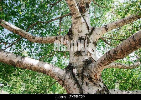 Das Sonnenlicht durchzieht das hellgrüne Laub der Birken in einem ruhigen Sommerwald und hebt die strukturierte Rinde und die ruhige Schönheit hervor. Stockfoto