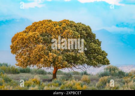 Lonely Holm Oak in Extremadura Spanien Stockfoto