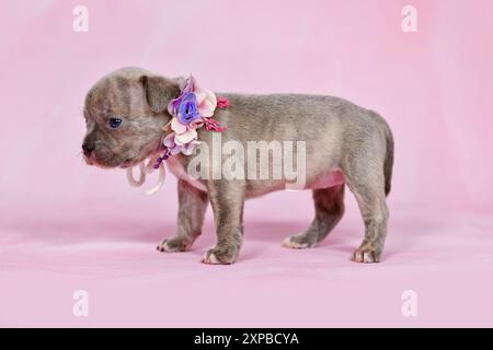 4 Wochen reinrassiger junger Lilac Brindle französischer Bulldog Welpe mit gesunder langer Nase und Blumenkragen auf pastellrosa Hintergrund Stockfoto