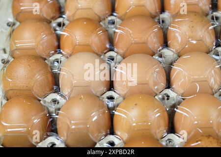 Roh aus Hühnereiern in Polyethylenterephthalat (PET oder PETE)-Verpackung mit Naturlicht. Stockfoto