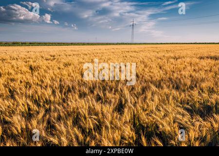 Reife Weizenstiele schweben in der Landbrise, ihr goldener Farbton schimmert unter dem warmen Sonnenlicht eines Sommerabends. Stockfoto