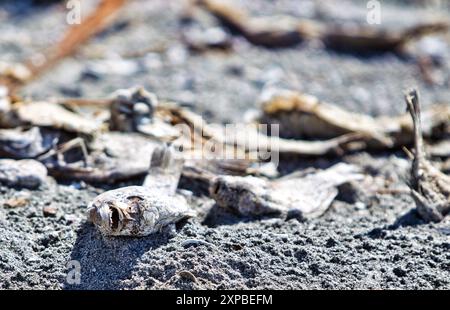 Verrottende tote Fische im Salton Sea, Kalifornien, USA Stockfoto