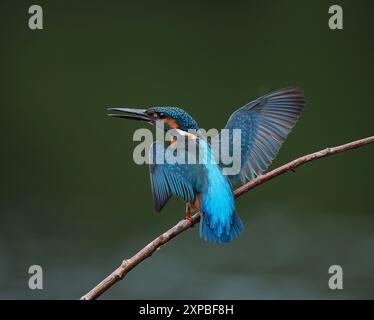 Geschwister eisvogel tolerieren sich schnell nicht, und Aggressionen zwischen den Jungvögeln, erhobene Flügel und Jagd sind üblich. Stockfoto