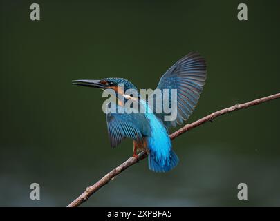 Geschwister eisvogel tolerieren sich schnell nicht, und Aggressionen zwischen den Jungvögeln, erhobene Flügel und Jagd sind üblich. Stockfoto