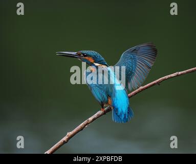 Geschwister eisvogel tolerieren sich schnell nicht, und Aggressionen zwischen den Jungvögeln, erhobene Flügel und Jagd sind üblich. Stockfoto