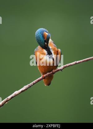 Geschwister eisvogel tolerieren sich schnell nicht, und Aggressionen zwischen den Jungvögeln, erhobene Flügel und Jagd sind üblich. Stockfoto