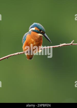 Geschwister eisvogel tolerieren sich schnell nicht, und Aggressionen zwischen den Jungvögeln, erhobene Flügel und Jagd sind üblich. Stockfoto