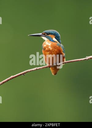 Geschwister eisvogel tolerieren sich schnell nicht, und Aggressionen zwischen den Jungvögeln, erhobene Flügel und Jagd sind üblich. Stockfoto