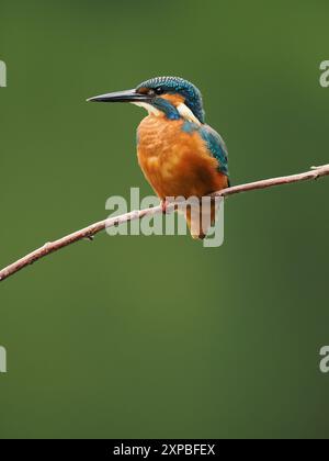 Geschwister eisvogel tolerieren sich schnell nicht, und Aggressionen zwischen den Jungvögeln, erhobene Flügel und Jagd sind üblich. Stockfoto