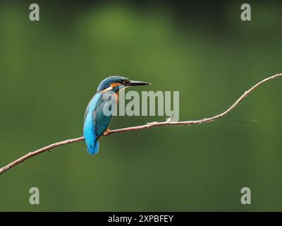 Geschwister eisvogel tolerieren sich schnell nicht, und Aggressionen zwischen den Jungvögeln, erhobene Flügel und Jagd sind üblich. Stockfoto