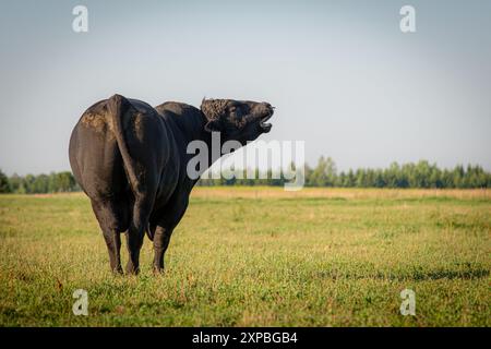 Schwarzer angus-Stier, der am Sommerabend moocht Stockfoto