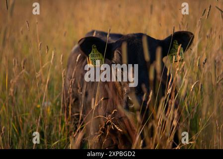 Schwarzes angus-Kalb, das am Sommerabend im hohen Gras steht Stockfoto