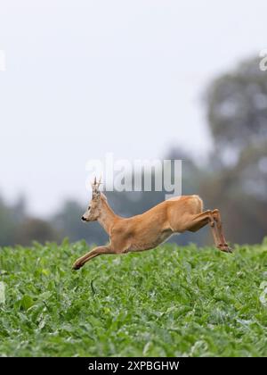 Rehe, Capreolus capreolus, der über die Feile läuft, Seitenansicht Stockfoto