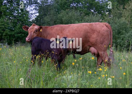 Rote angus-Kuh mit Kalb im hohen Gras Stockfoto