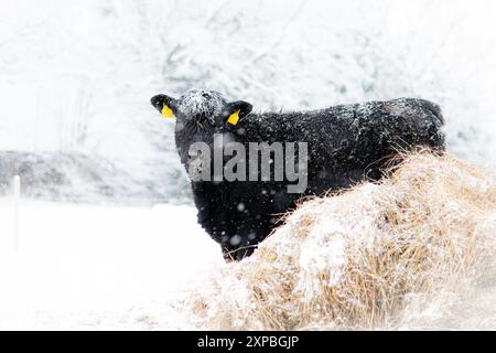 Schwarzes angus-Kalb steht im Schnee mit starkem Schneefall Stockfoto