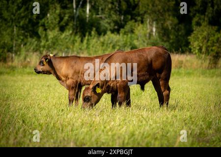 Schwarze angus-Stierkälber stehen am Sommertag im Gras Stockfoto