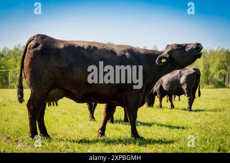 Schwarze angus-Kuh, die im Gras steht und am Sommertag moocht Stockfoto