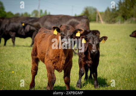 Schwarze angus-Stierkälber stehen am Sommertag im Gras Stockfoto