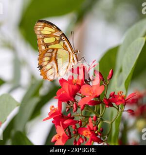 Siproeta Stelen (Malachit) neotropischer Schmetterling auf Blüte, Nahaufnahme Stockfoto