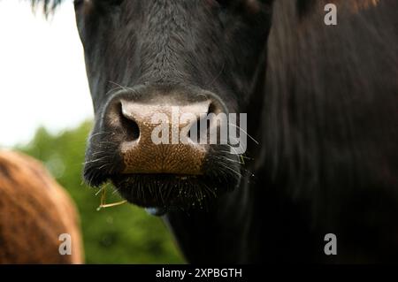 Schwarze angus-Kuhnase aus der Nähe Stockfoto