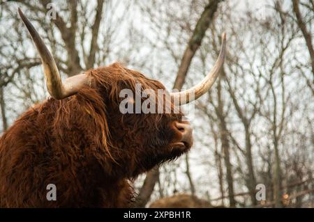 Hochland-Rinderporträt mit langen Hörnern Stockfoto