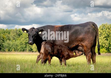 Schwarze angus-Kuh, die ein Kalb auf der Wiese säugt Stockfoto