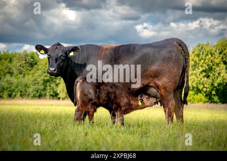 Schwarze angus-Kuh, die ein Kalb auf der Wiese säugt Stockfoto