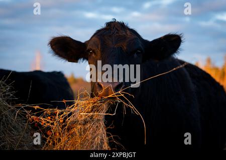 Schwarze angus-Kuh, die Heu frisst, Porträt Stockfoto