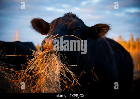 Schwarze angus-Kuh, die Heu frisst, Porträt Stockfoto