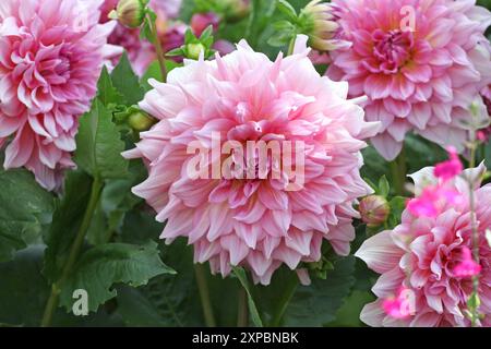 Pinkfarbene Dahlien „Ottos Nervenkitzel“ in Blume. Stockfoto