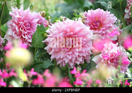 Pinkfarbene Dahlien „Ottos Nervenkitzel“ in Blume. Stockfoto