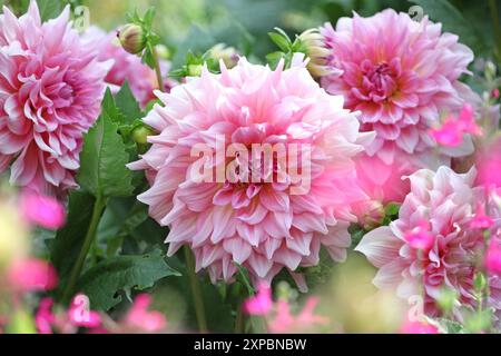 Pinkfarbene Dahlien „Ottos Nervenkitzel“ in Blume. Stockfoto