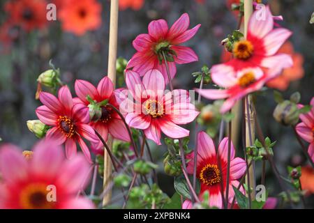 Rote und rosafarbene Dahlien „Lou Farman“ in Blüte. Stockfoto