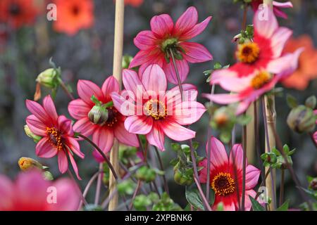 Rote und rosafarbene Dahlien „Lou Farman“ in Blüte. Stockfoto