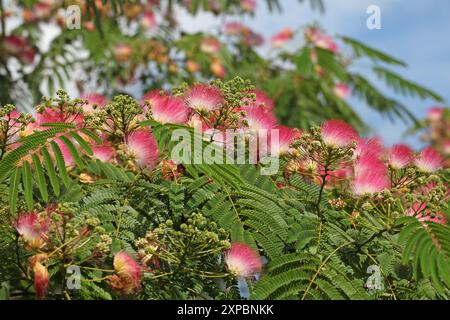 Rosa und weiße Flaschenbürste Albizia julibrissin, der persische Seidenbaum, rosa Seidenbaum oder Mimosa Baum in Blüte. Stockfoto