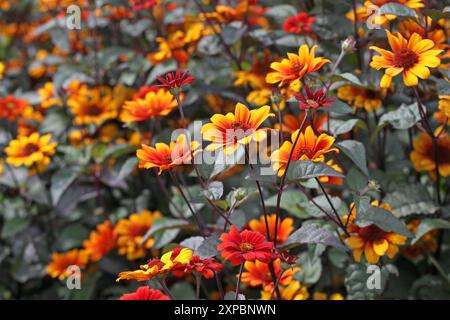 Rote, orange und gelbe Heliopsis helianthoides, auch bekannt als North American Ox Eye Gänseblümchen „Blutende Herzen“ in der Blüte. Stockfoto