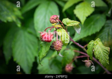 Himbeeren auf dem Zweig beginnen zu Reifen und wachsen Beeren. Stockfoto