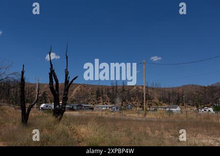 Greenville, USA. August 2024. Verbrannte Bäume stehen noch am 4. August 2024 in Greenville, KALIFORNIEN, drei Jahre nachdem das Dixie-Feuer die Stadt durchbrach. (Foto: Daniel Brown/SIPA USA) Credit: SIPA USA/Alamy Live News Stockfoto