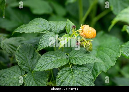 Gelbe Himbeeren auf dem Zweig beginnen zu Reifen und wachsen Beeren. Stockfoto