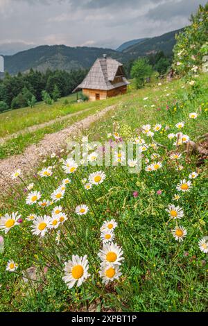 Ein rustikales Holzhaus in einer malerischen Wiese, umgeben von Wildblumen und der dramatischen Bergkulisse von Tara, Serbien Stockfoto